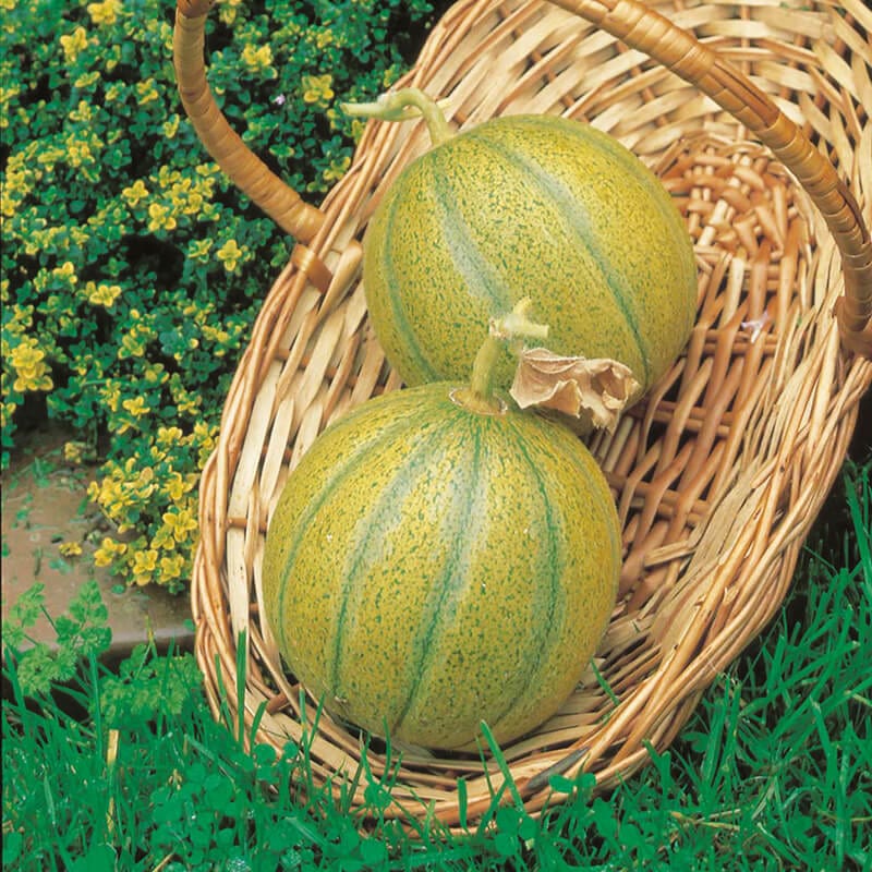 dt-brown VEGETABLE SEEDS Melon Ogen AGM Seeds