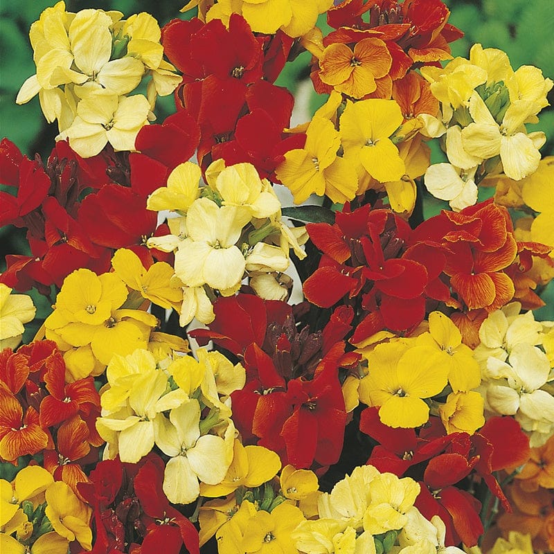 dt-brown FLOWER SEEDS Wallflower Bedder Mixed Flower Seeds