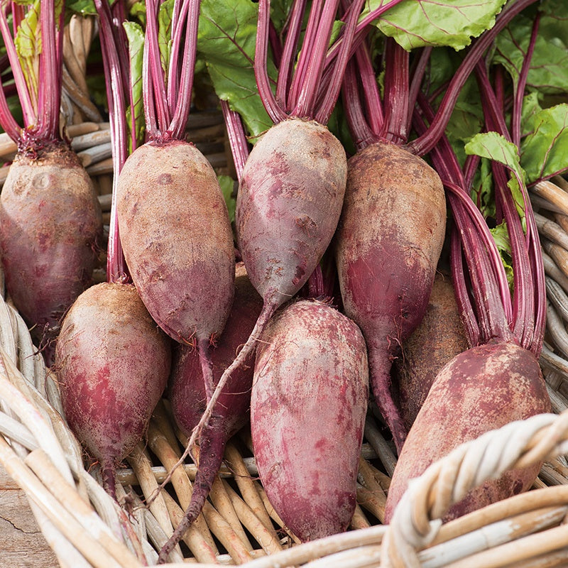 Beetroot Cylindra Seeds