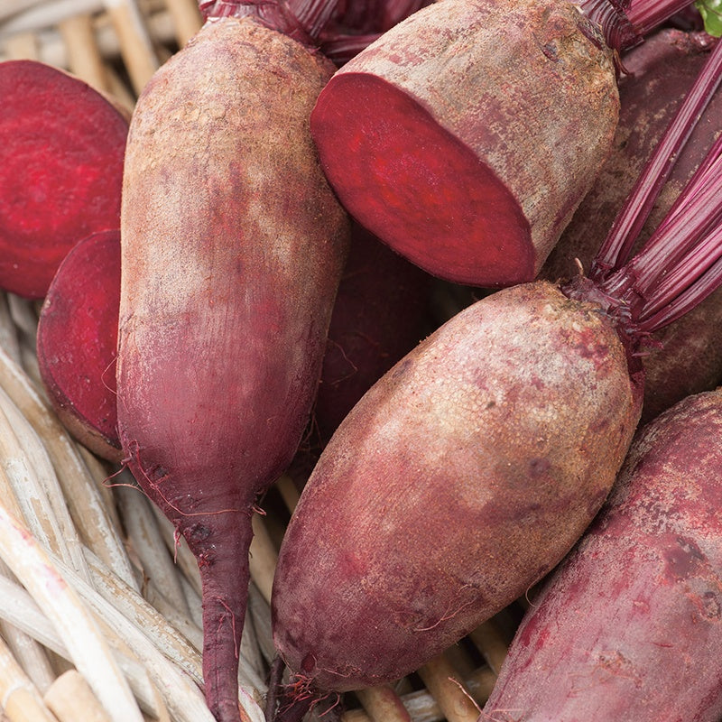 Beetroot Cylindra Seeds