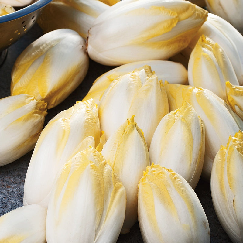 Chicory Witloof Zoom F1 Seeds