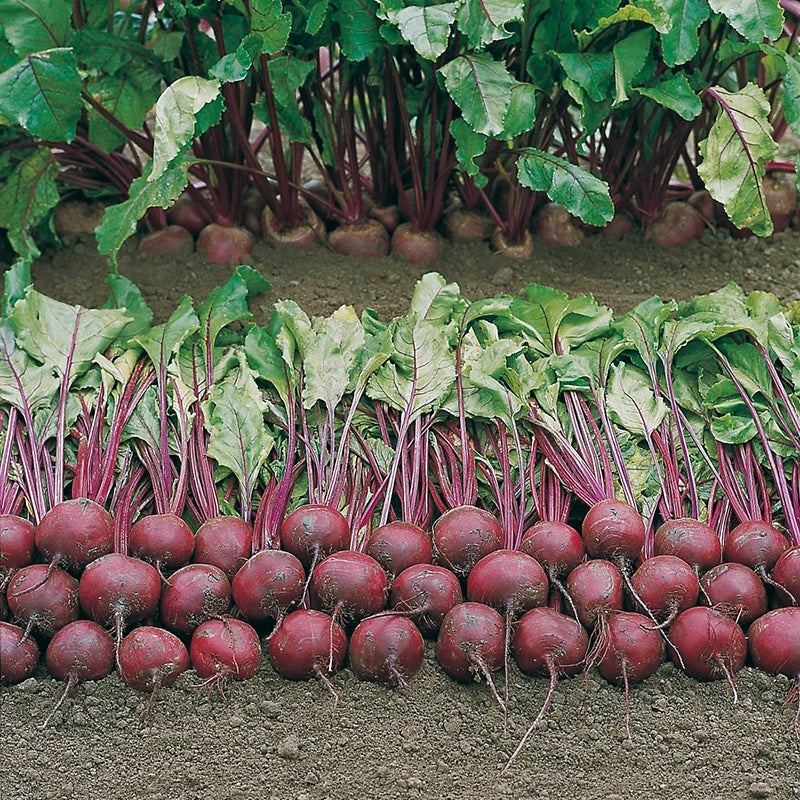 Beetroot Wodan F1 Seeds