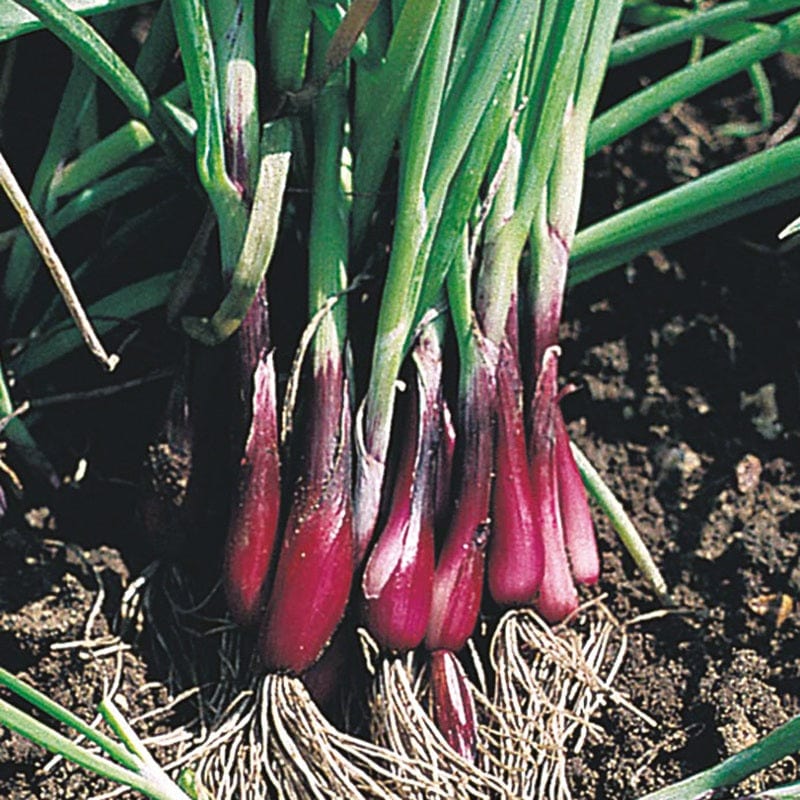 dt-brown VEGETABLE SEEDS Onion (Spring) North Holland Blood Red (Redmate) Seeds