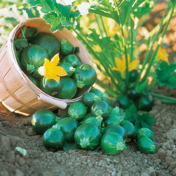 dt-brown VEGETABLE SEEDS Courgette Eight Ball F1 Seeds