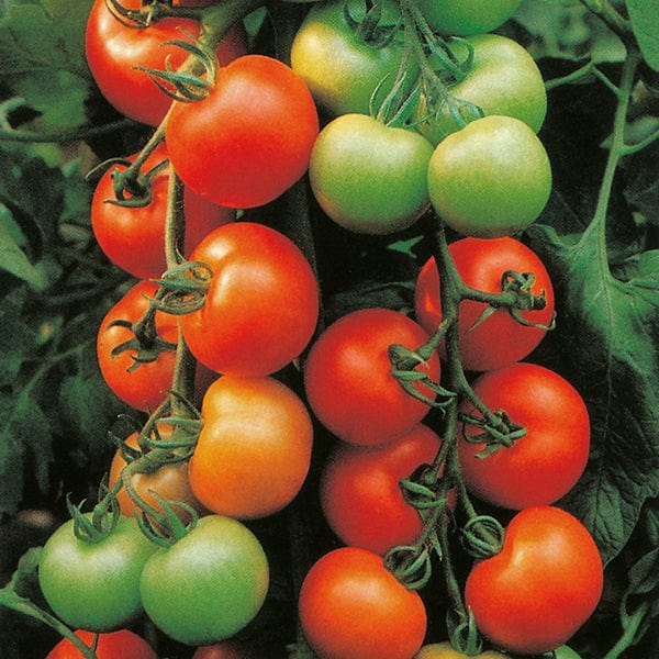 dt-brown VEGETABLE SEEDS Tomato Ailsa Craig Seeds