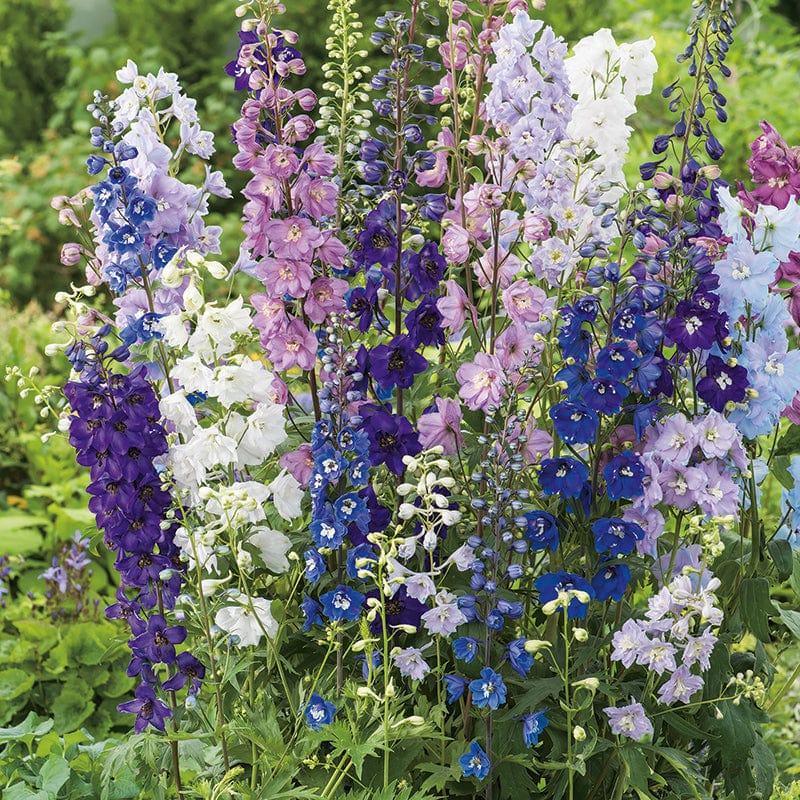 dt-brown FLOWER SEEDS Delphinium Pacific Giants Round Table Mixed Flower Seeds