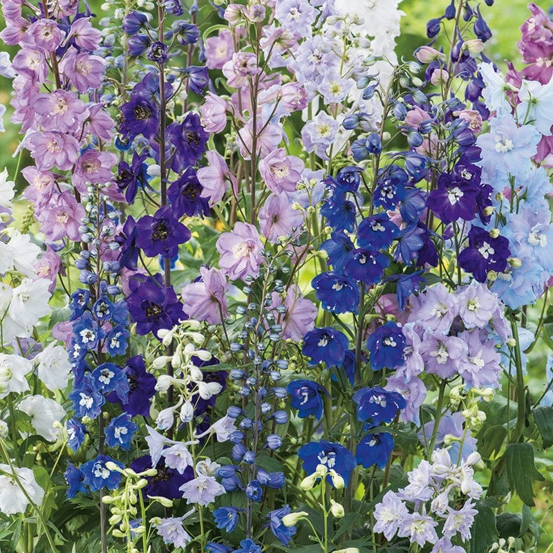dt-brown FLOWER SEEDS Delphinium Pacific Giants Round Table Mixed Flower Seeds