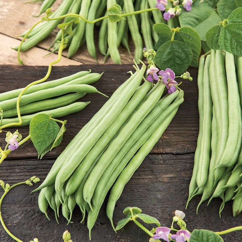dt-brown VEGETABLE SEEDS Organic French Bean (Climbing) Cobra AGM Seeds