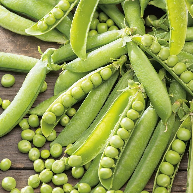 dt-brown VEGETABLE SEEDS Pea (First Early) Kelvedon Wonder AGM Seeds