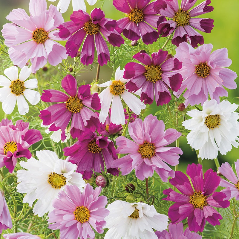 Cosmos Seashells Mixed Seeds