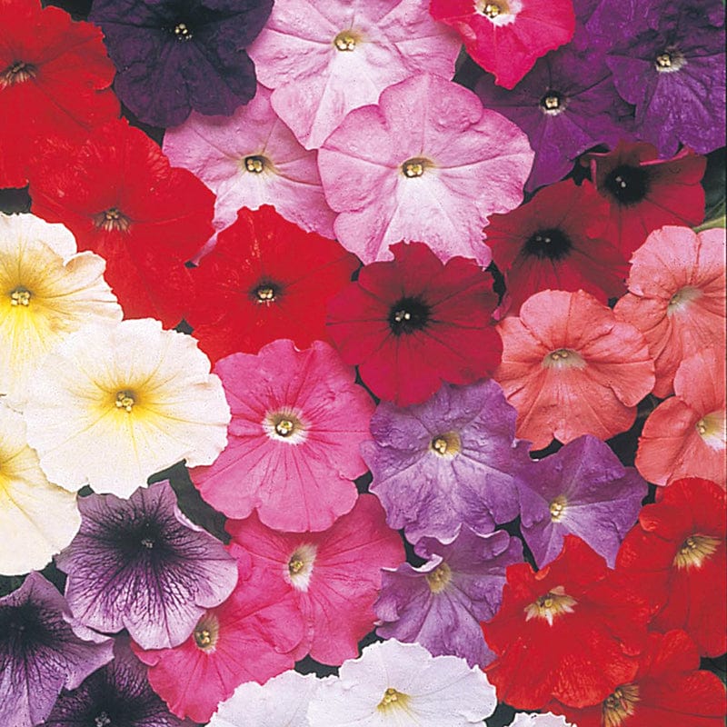 dt-brown FLOWER SEEDS Petunia (Multiflora) Carpet Formula Mixed F1 Flower Seeds