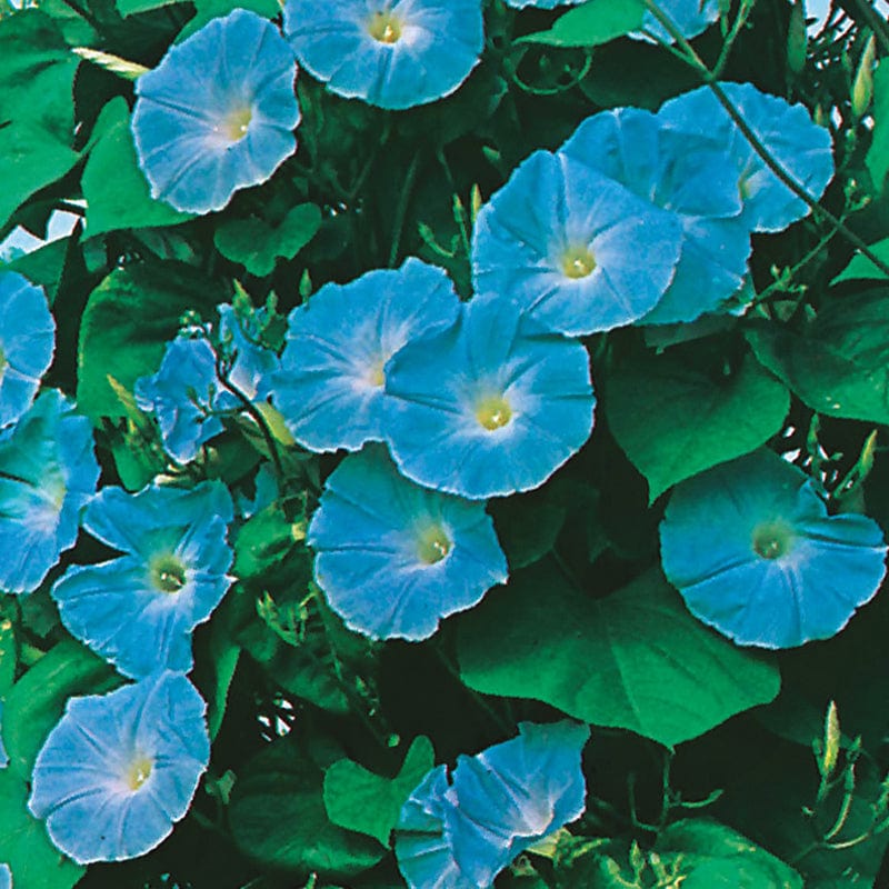 dt-brown FLOWER SEEDS Morning Glory Heavenly Blue Flower Seeds