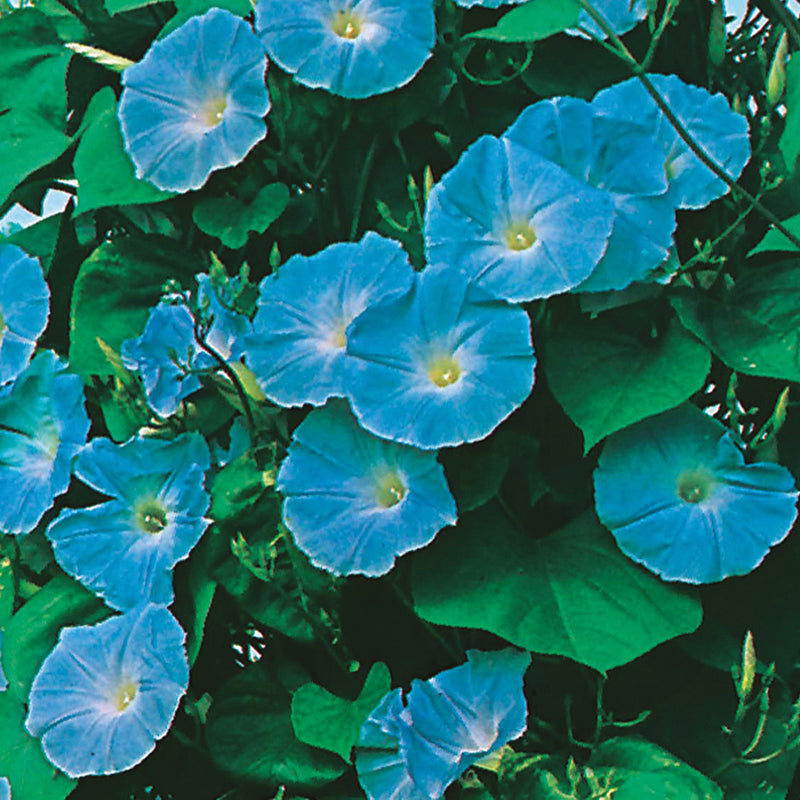 Morning Glory Heavenly Blue Seeds