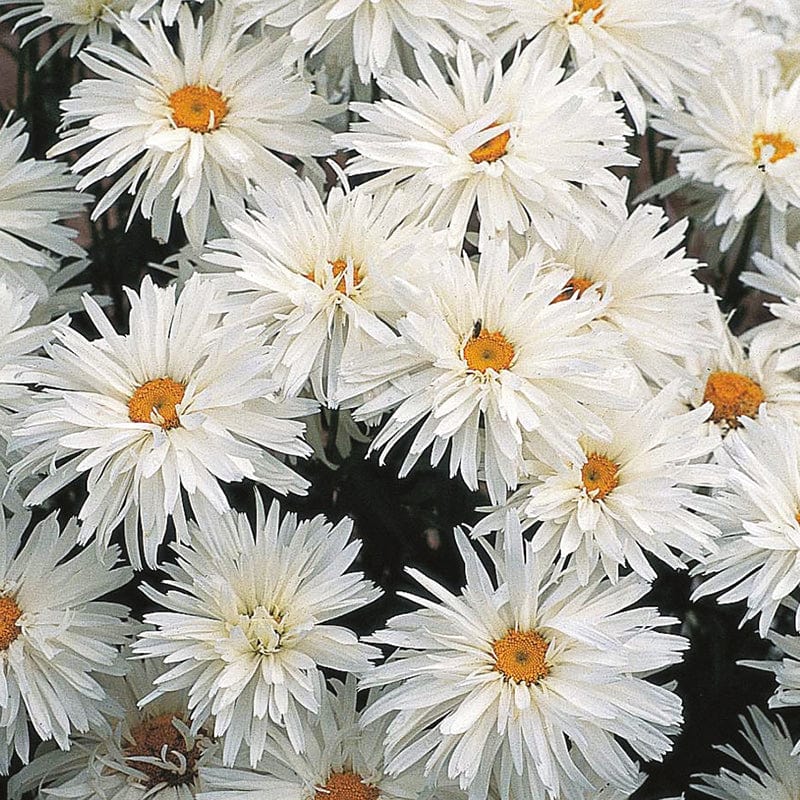 dt-brown FLOWER SEEDS Chrysanthemum Crazy Daisy Flower Seeds