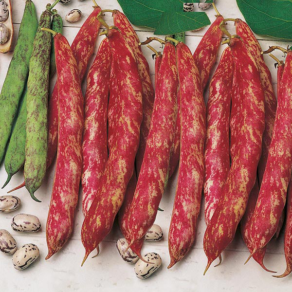 Climbing French Bean Borlotto Lingua di Fuoco Seeds