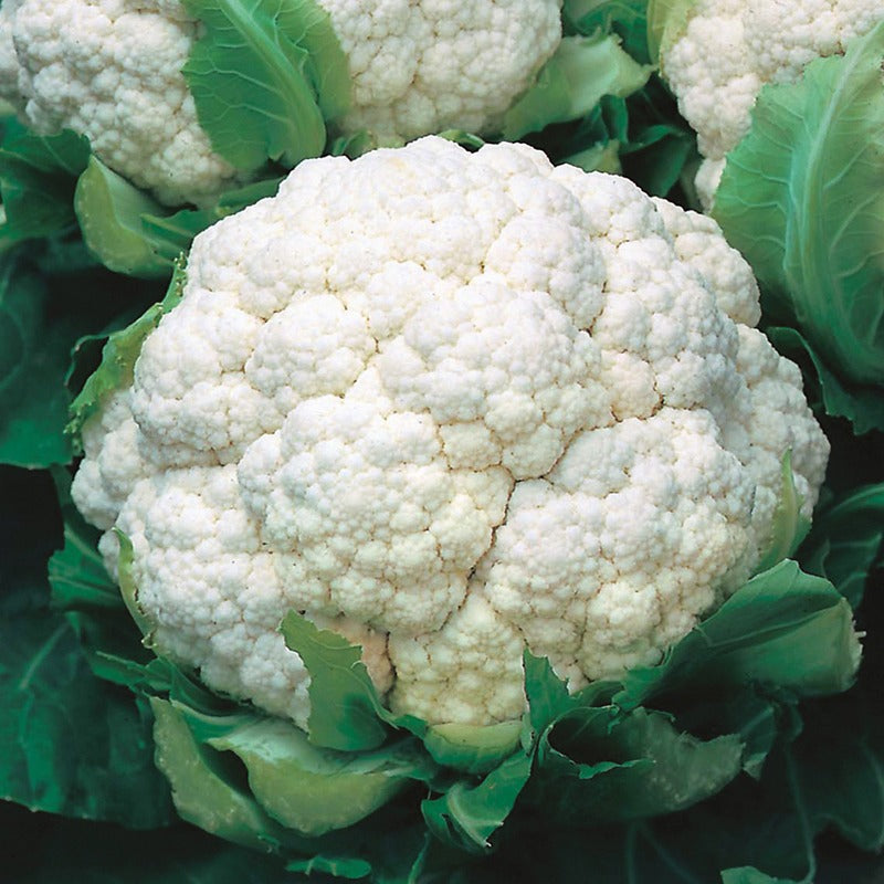 Cauliflower Winter Armado April Seeds
