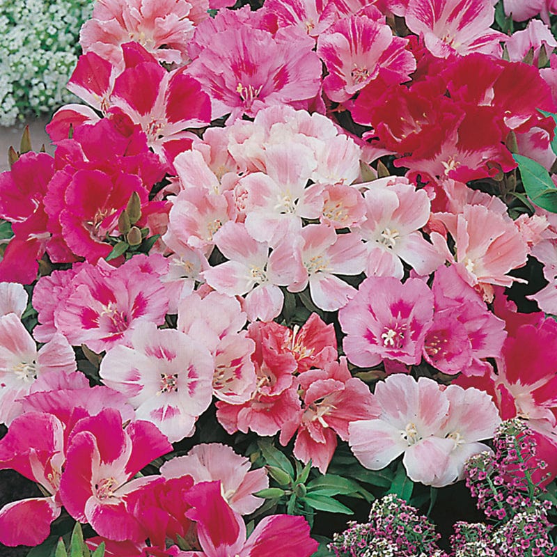 dt-brown FLOWER SEEDS Godetia Dwarf Mixed Flower Seeds