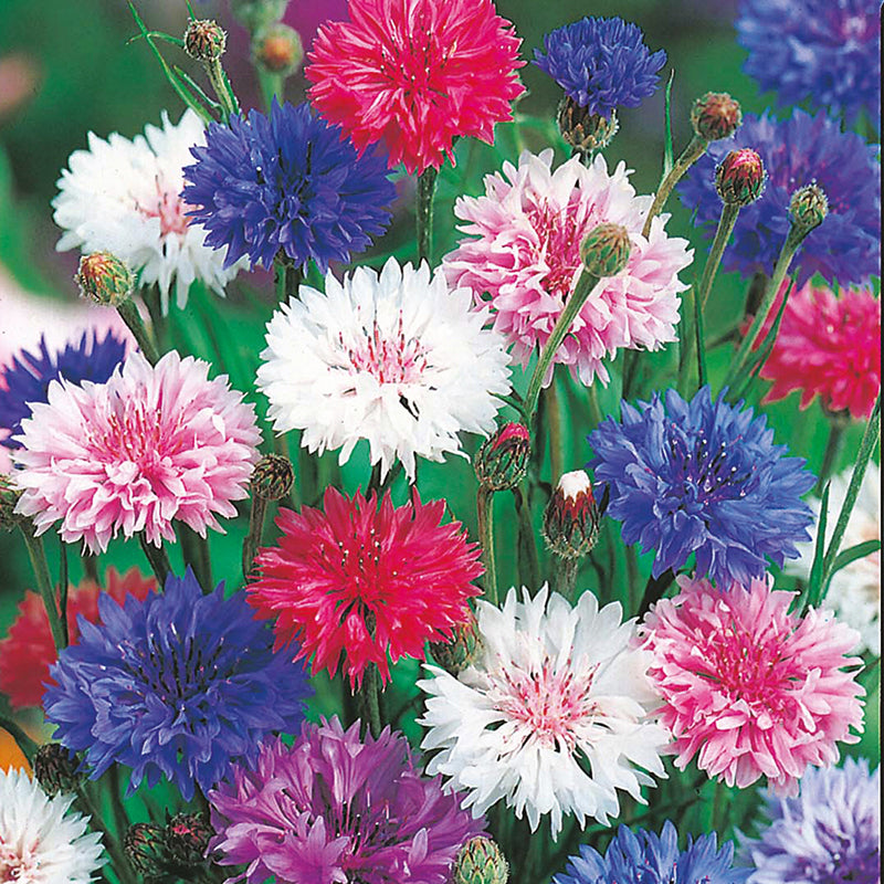 Cornflower Tall Mixed Seeds