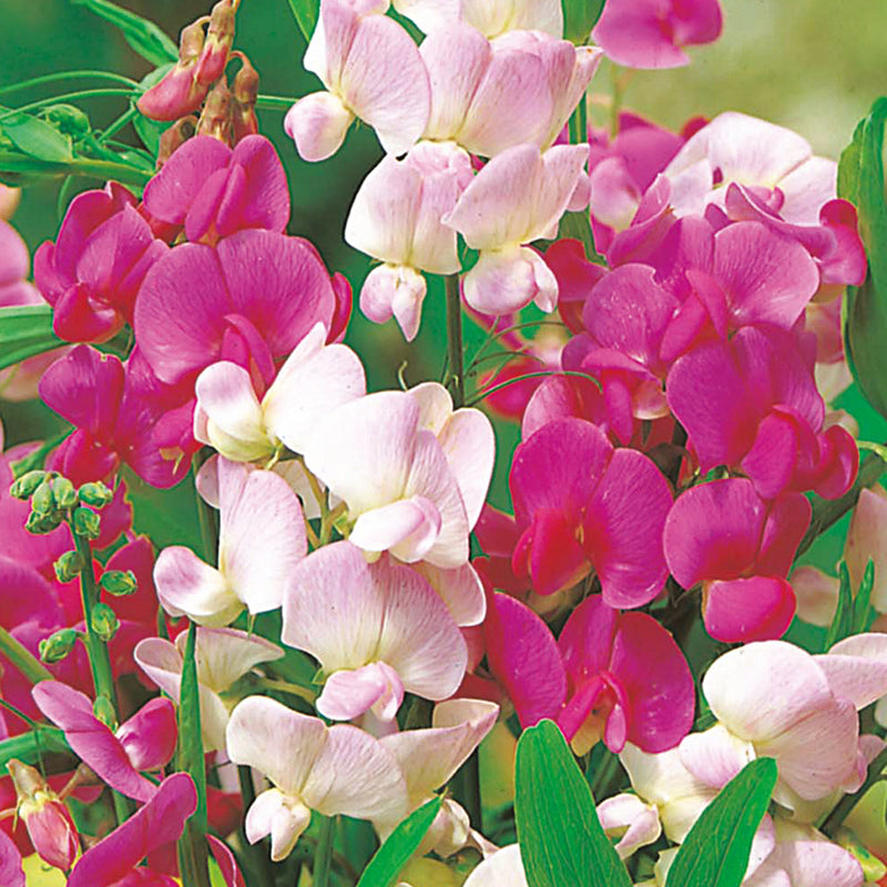 Sweet Pea Everlasting Mixed Seeds