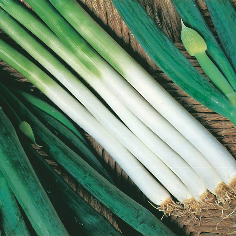 Spring Onion Guardsman Seeds