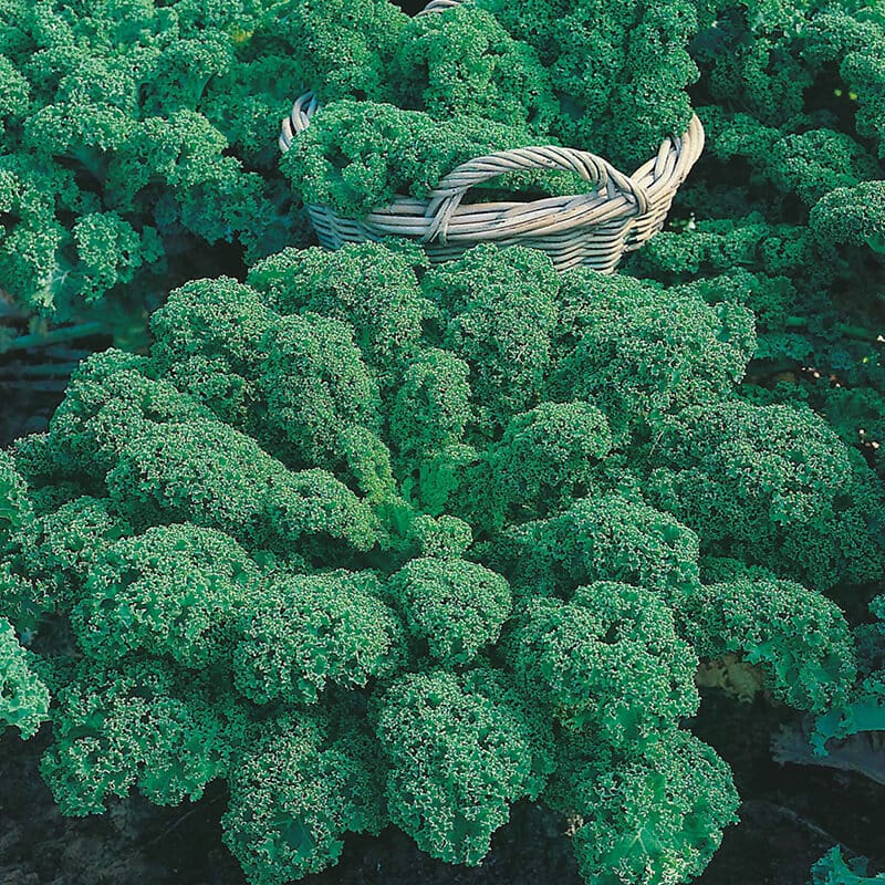 dt-brown VEGETABLE PLANTS Kale Dwarf Green Curled Vegetable Plants