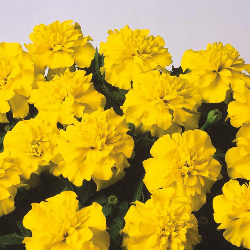 dt-brown FLOWER SEEDS Marigold (French) Bonanza Yellow Flower Seeds