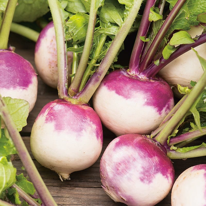 dt-brown VEGETABLE SEEDS Turnip Milan Purple Top Seeds