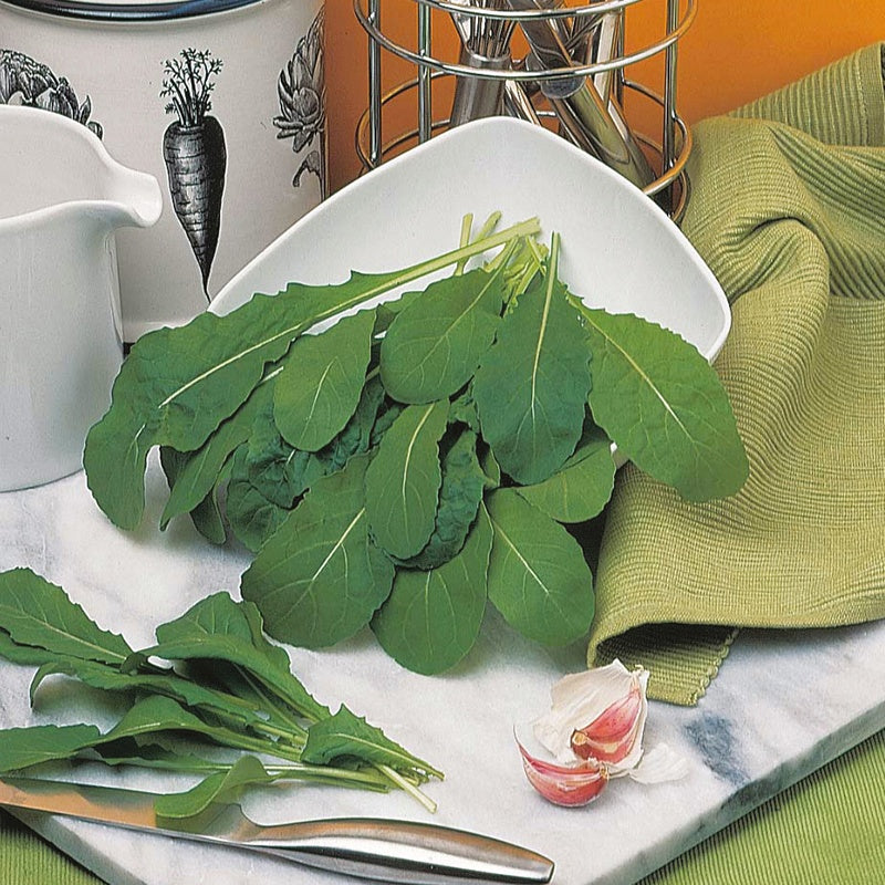 Rocket Apollo Seeds