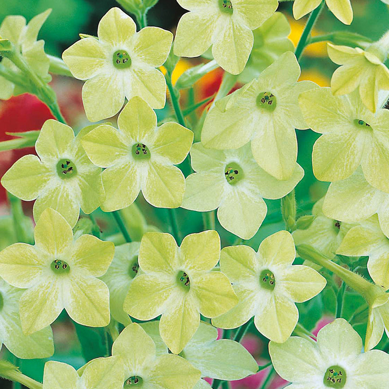 Nicotiana Lime Green Seeds