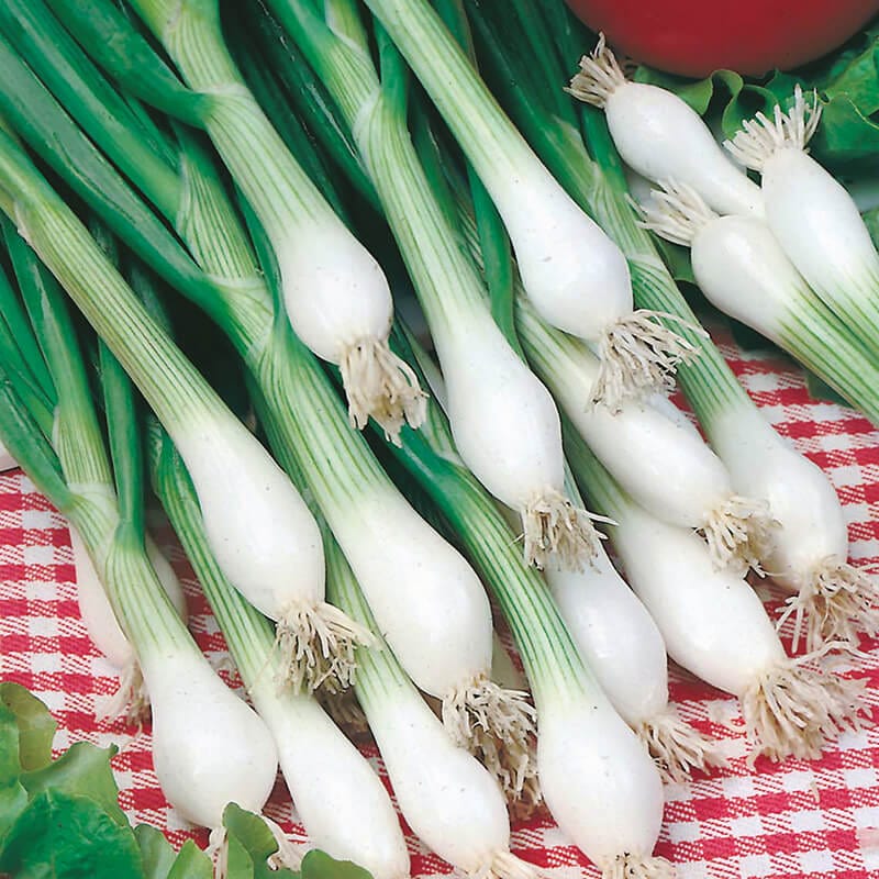 dt-brown VEGETABLE SEEDS Onion (Spring) White Lisbon Seeds