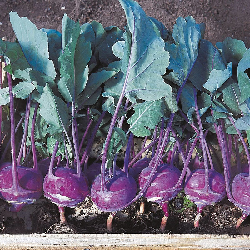Organic Kohl Rabi Azur Star Seeds