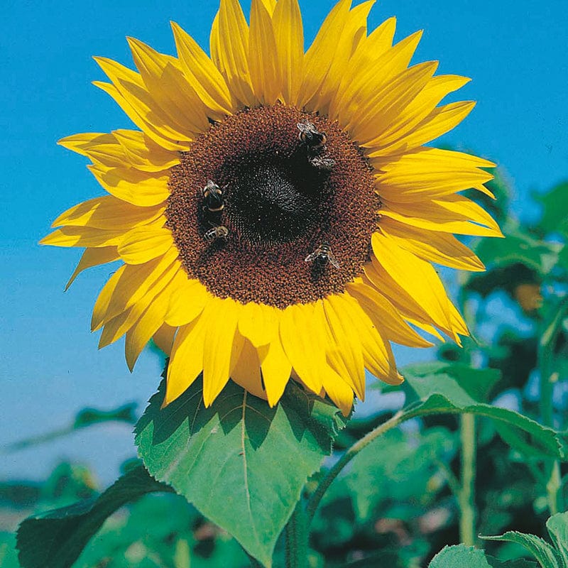 dt-brown FLOWER SEEDS Sunflower (Tall) Giant Russian Flower Seeds