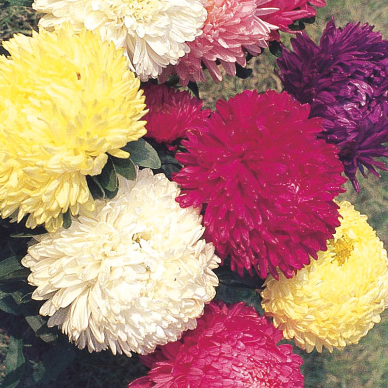 Aster Duchess Mixed Seeds