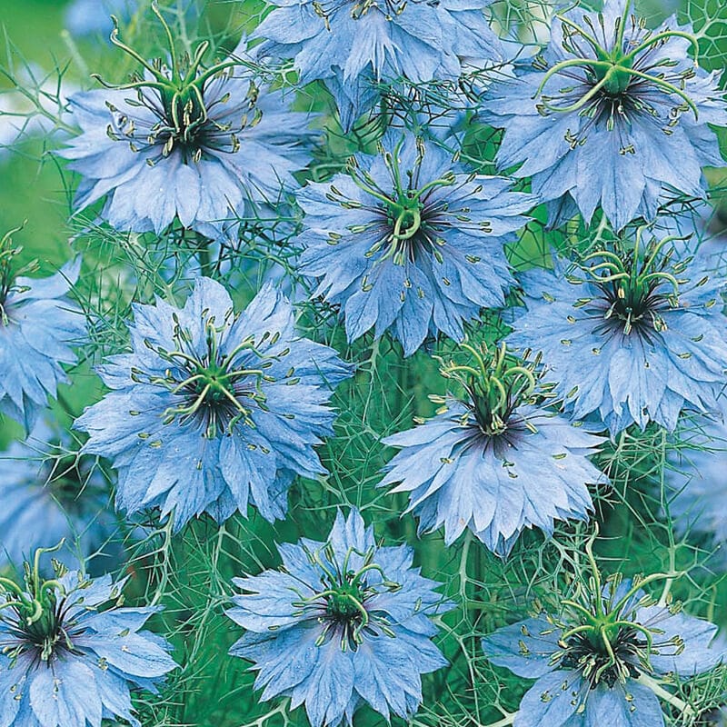 Love in a Mist Miss Jekyll AGM Flower Seeds
