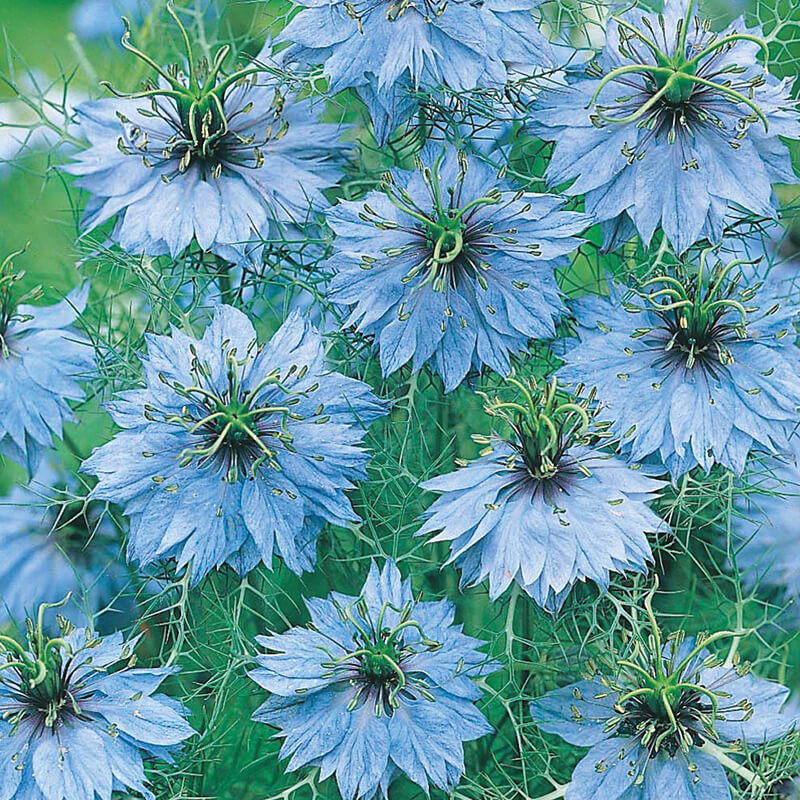 Love-in-a-Mist Miss Jekyll Seeds