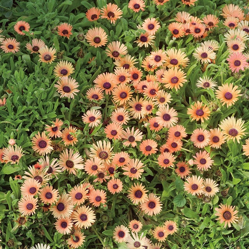 dt-brown FLOWER SEEDS Mesembryanthemum Apricot Shimmer Flower Seeds