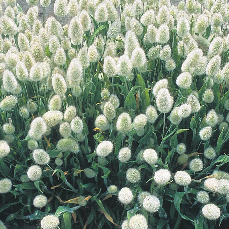Grasses Lagurus ovatus Bunnys Tails Seeds