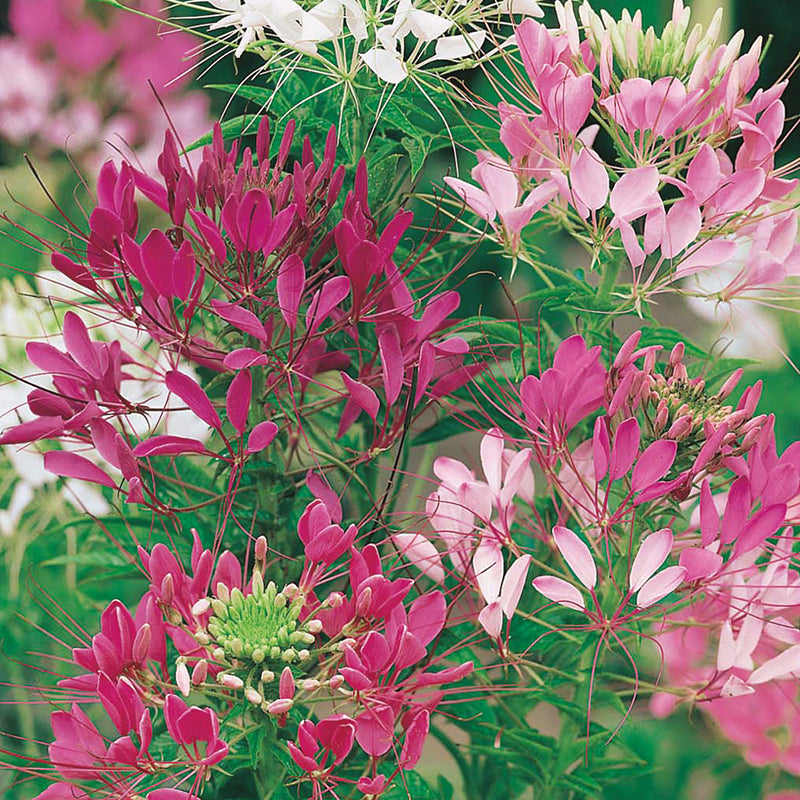 Cleome Colour Fountain Mixed Seeds