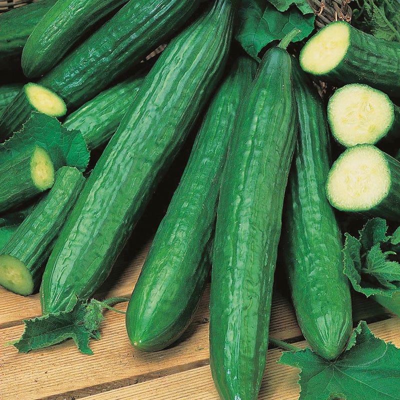 dt-brown VEGETABLE SEEDS Cucumber (Indoor) Telegraph Improved Seeds