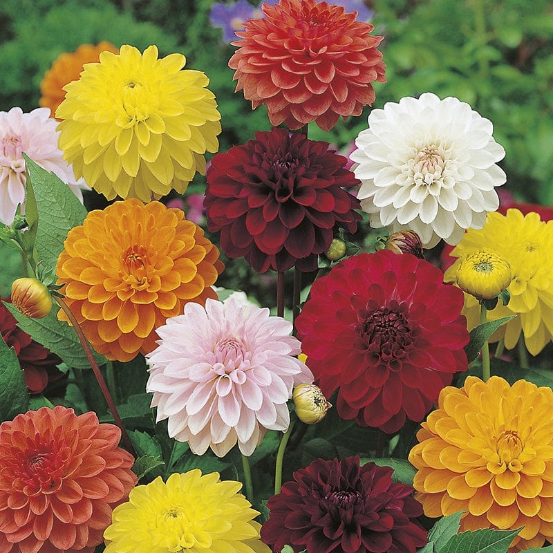 dt-brown FLOWER SEEDS Dahlia Showtime Mixed Flower Seeds