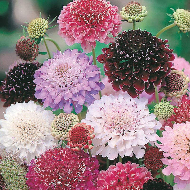 dt-brown FLOWER SEEDS Scabious Tall Double Mixed Flower Seeds