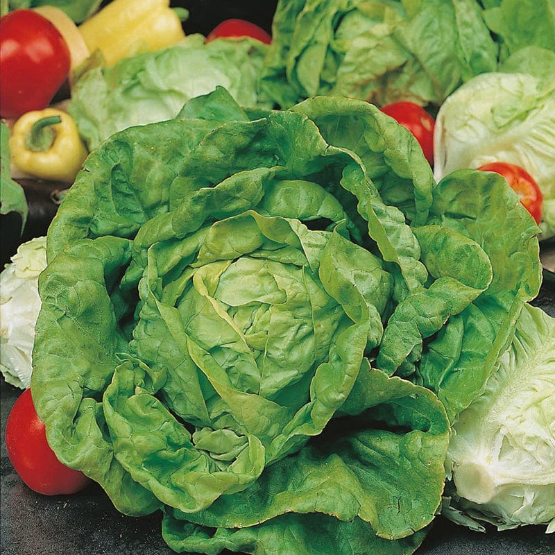 dt-brown VEGETABLE SEEDS Lettuce All The Year Round Seeds