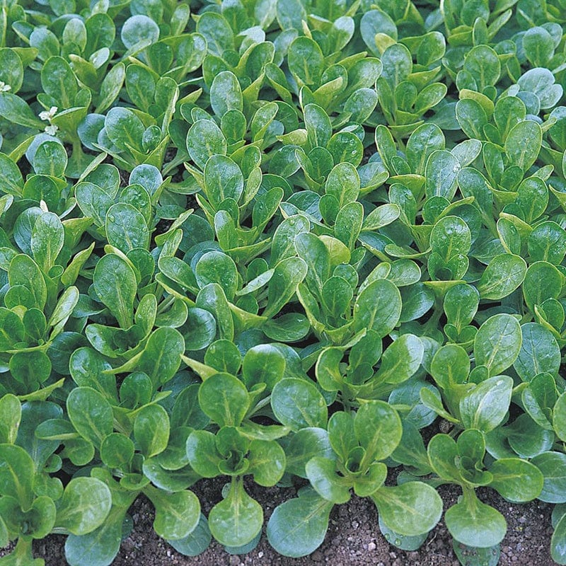 dt-brown VEGETABLE SEEDS Organic Salad Leaves Corn Salad Vit Seeds