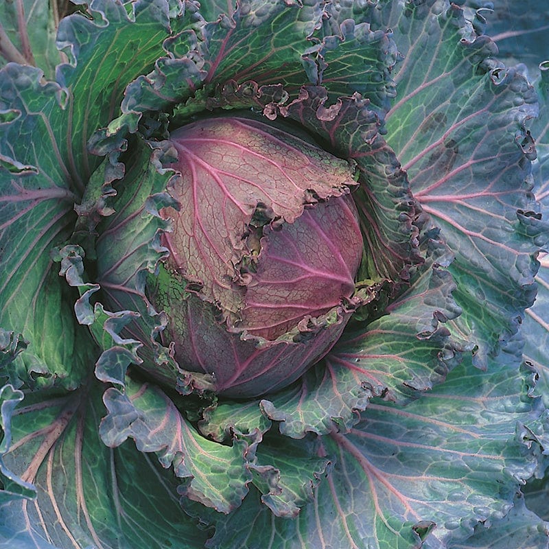 dt-brown VEGETABLE SEEDS Cabbage (Savoy) January King 3 Seeds