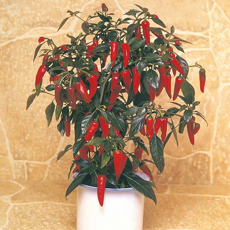 dt-brown VEGETABLE SEEDS Pepper (Hot) Apache F1 AGM Seeds