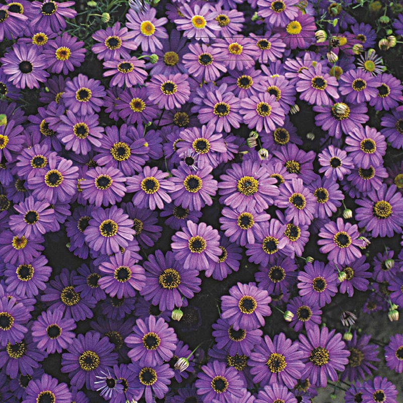 dt-brown FLOWER SEEDS Swan River Daisy Purple Splendor Flower Seeds
