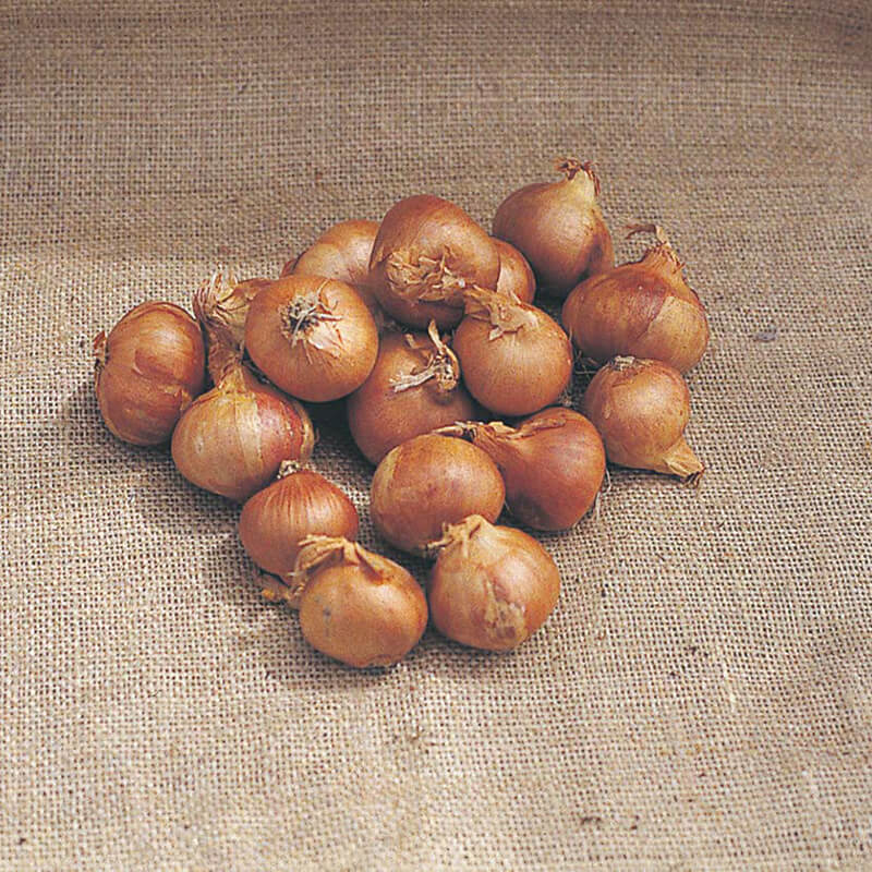 Shallot Ambition F1 Seeds