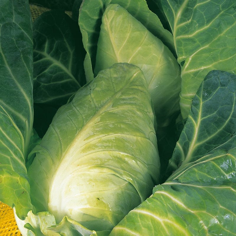 dt-brown VEGETABLE SEEDS Cabbage Durham Early Seeds