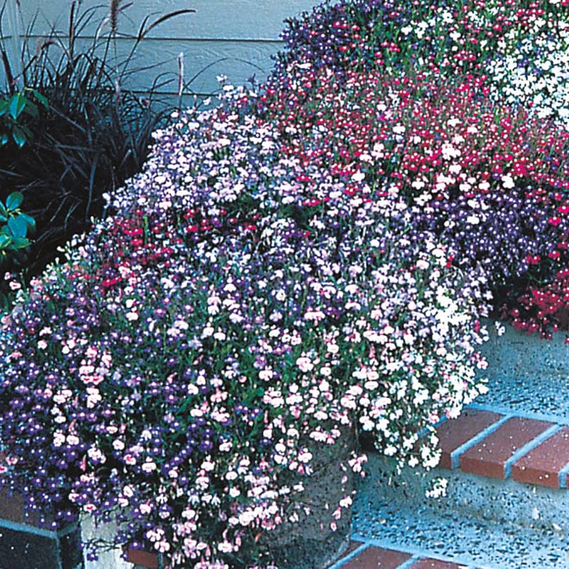 dt-brown FLOWER SEEDS Lobelia (Trailing) Fountains Mixed Flower Seeds