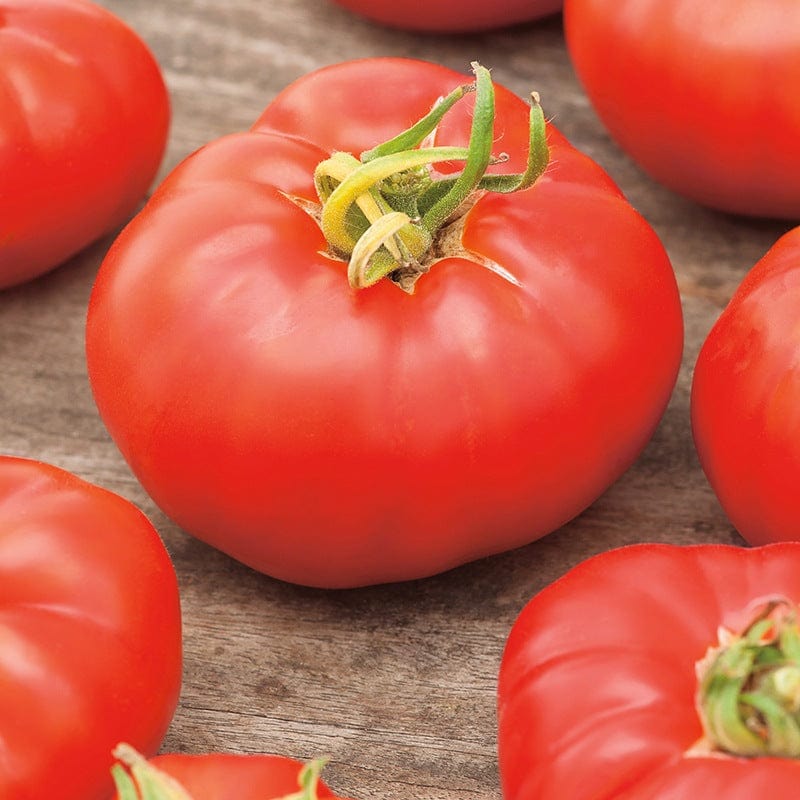 dt-brown VEGETABLE SEEDS Tomato Marmande AGM Seeds